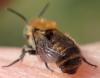 Osmia caerulescens